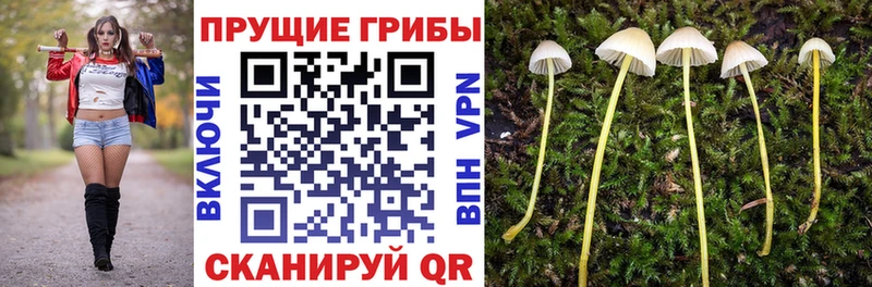 Купить закладки  Сельцо  Галлюциногенные грибы GOLDEN TEACHER 